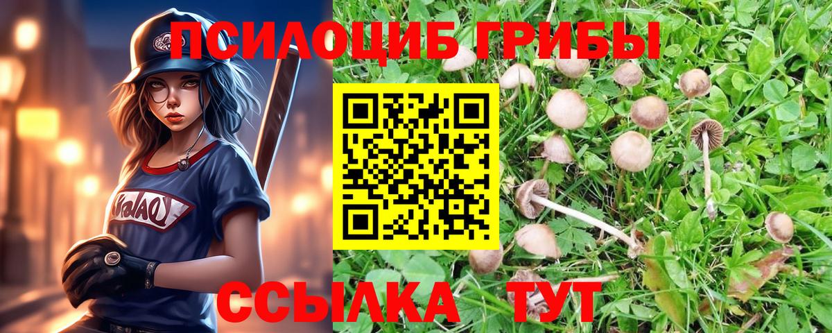 Галлюциногенные грибы Psilocybe Альметьевск